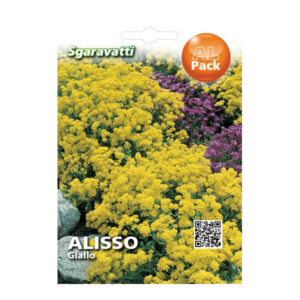 Sgaravatti Yellow Alyssum