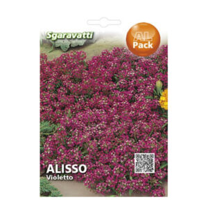 Sgaravatti Violet Alyssum