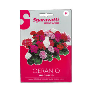 Geranio Miscuglio Flower