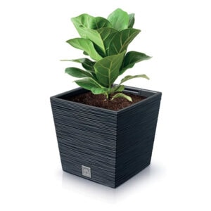 Prosperplast DFS240 Furu Square Low Flowerpot, ideal for indoor and outdoor plants.