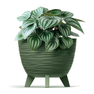 Prosperplast DFUR300 Furu flowerpot with plant, durable plastic container.