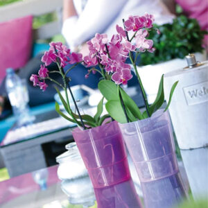 Bright pink orchid flowers in a purple ceramic pot, perfect for home decor and gardening.