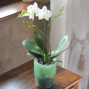 Prosperplast DUOW160T orchid flowerpot in green gleam, ideal for elegant plant display.