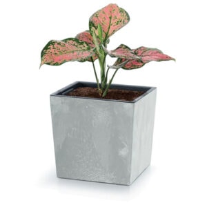 SAKR Building Materials concrete flowerpot, low beton effect, modern garden decor.