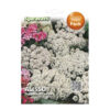White Alyssum
