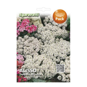 White Alyssum