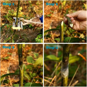 SAKR Building Materials grafting tool for horticulture and gardening. Durable, precise, and easy to.